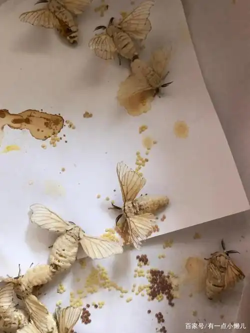 蚕宝宝开始产卵了