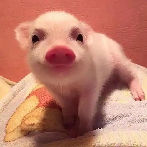 猪头像可爱,猪年必备头像 _ qq昵称大全