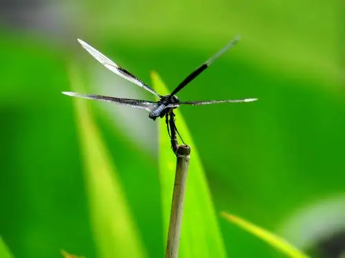 稀有品种,黑丽蜻蜓