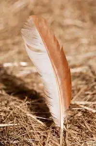 鸡鸡毛鸡毛照片