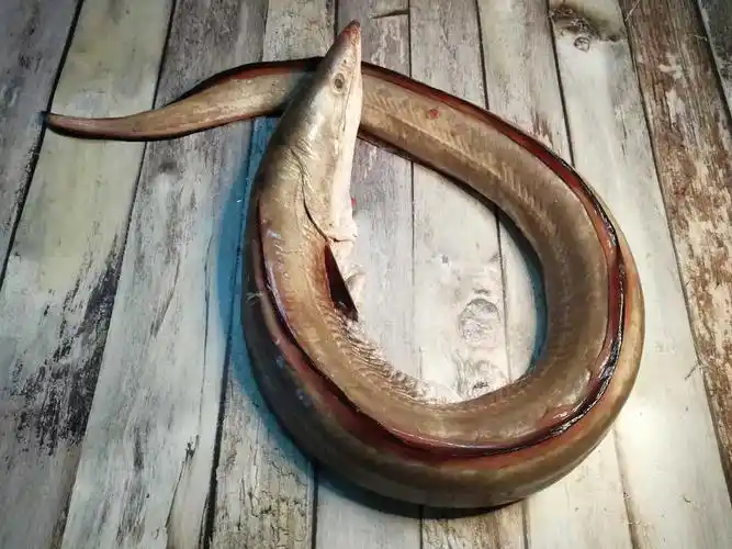 海鳗鱼是拯救寒凉的最佳海鲜鳗鱼控汤和鳗鱼羹汤你喜欢哪一样