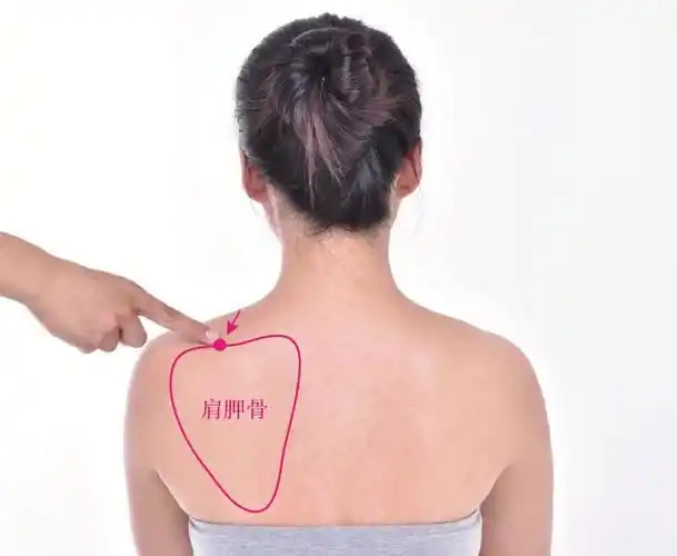 背后可摸到一三角形骨头(肩胛骨),在其内上角,按压有酸痛感处即为此穴
