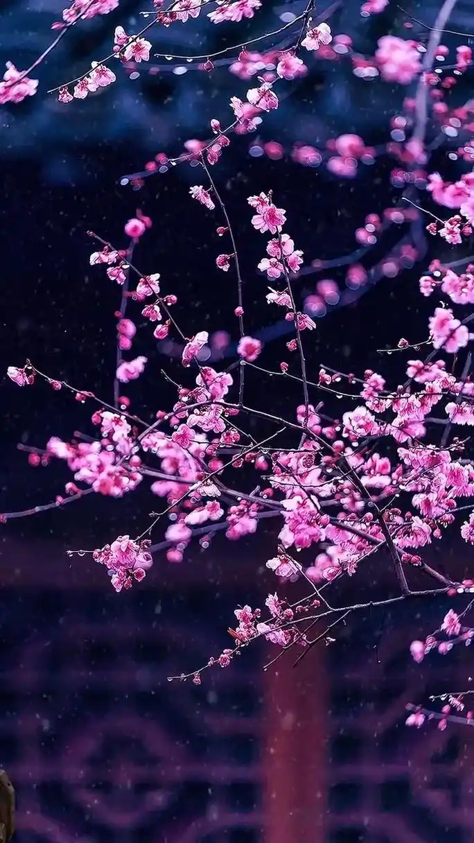 梅花是最有品格,最有精神,具有力量的花朵,它将花独特的精神绽 - 抖音