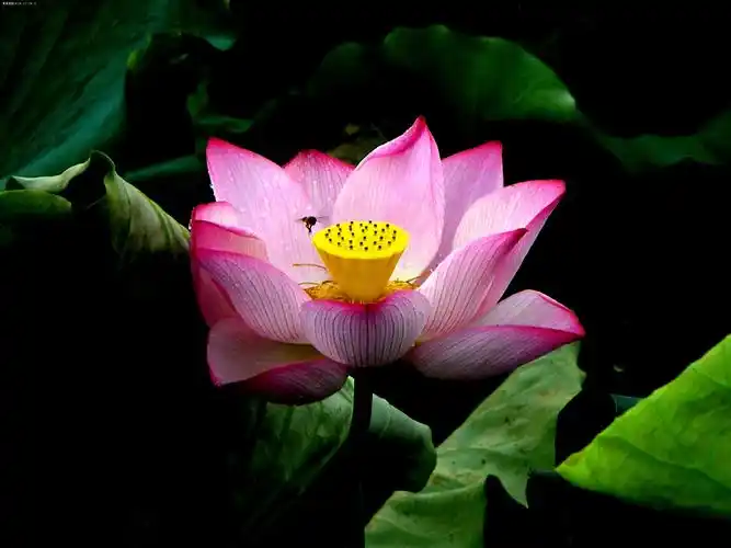 听||《莲语》作者:金罡.朗诵:杨克毅