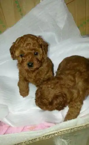 纯种泰迪一个月会好好照顾它的人过来