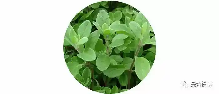 dill气味特征:类似芹菜,带点甜味食材官配cp:三文鱼,黄瓜推荐菜品