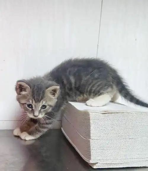 2个月蓝猫串妹妹找家