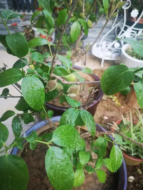 请问,腊梅花结的是什么果?