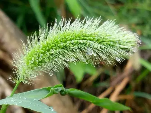 风雨中的毛毛草