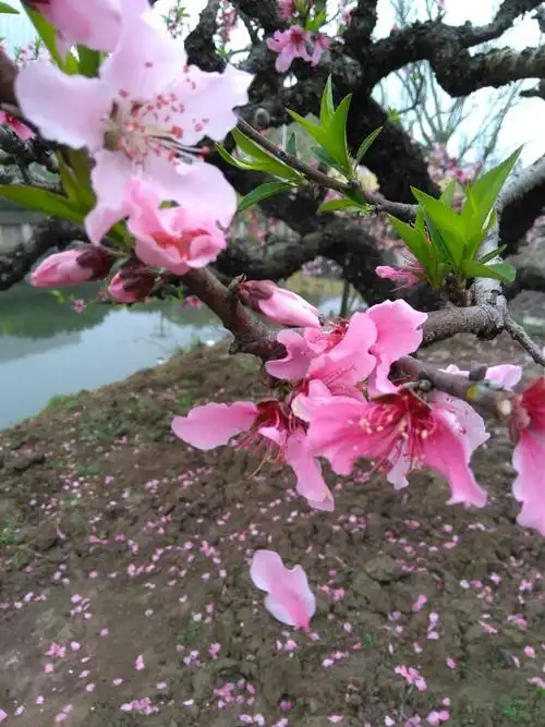 今生来世 十里桃花