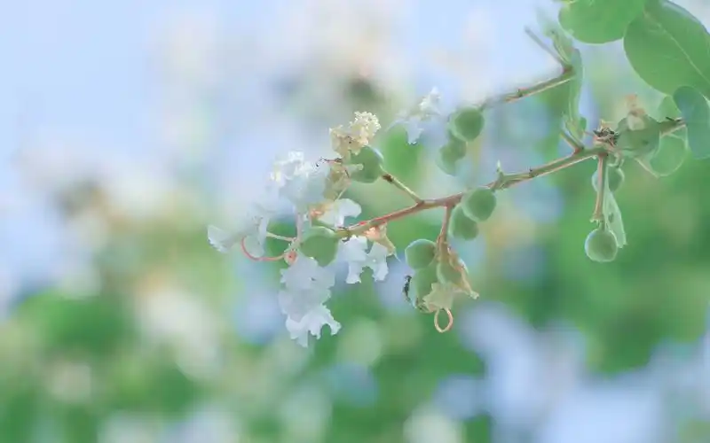 小清新花卉与天空桌面壁纸