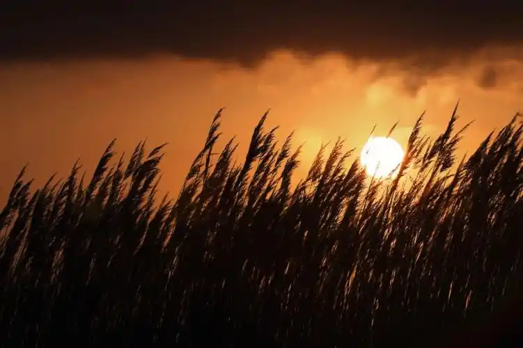 4k壁纸拿图点赞