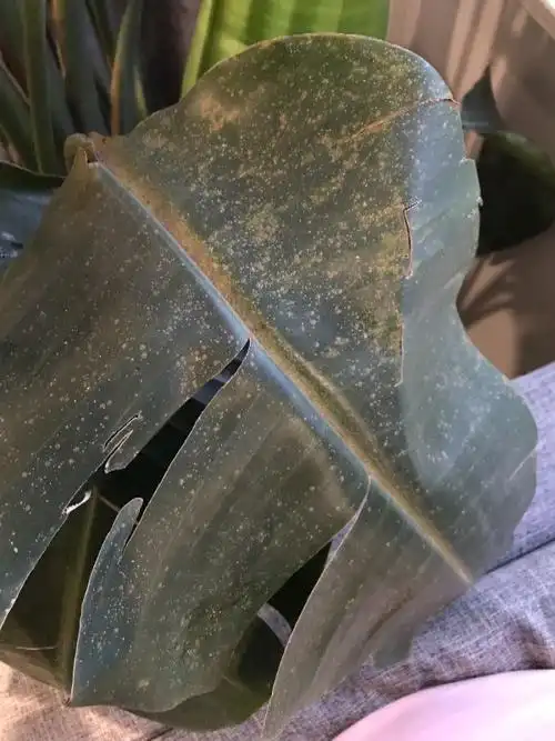 我的天堂鸟,鹤望兰叶片上长斑了,这是什么情况