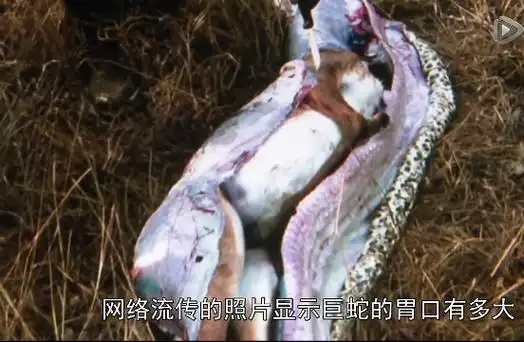 马来西亚巨蟒食人真实事件 蟒蛇吃人恐怖图片