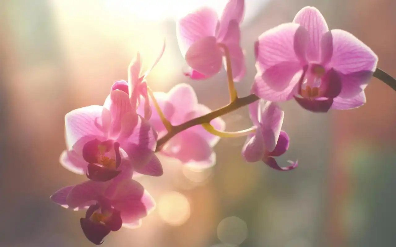 小清新绿色花草植物唯美好看花朵高清桌面壁纸下载(1)