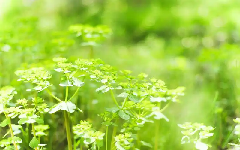 绿色护眼小清新植物图片桌面壁纸