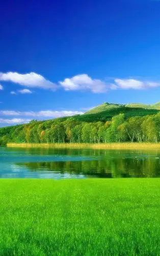 绿色护眼主题手机壁纸