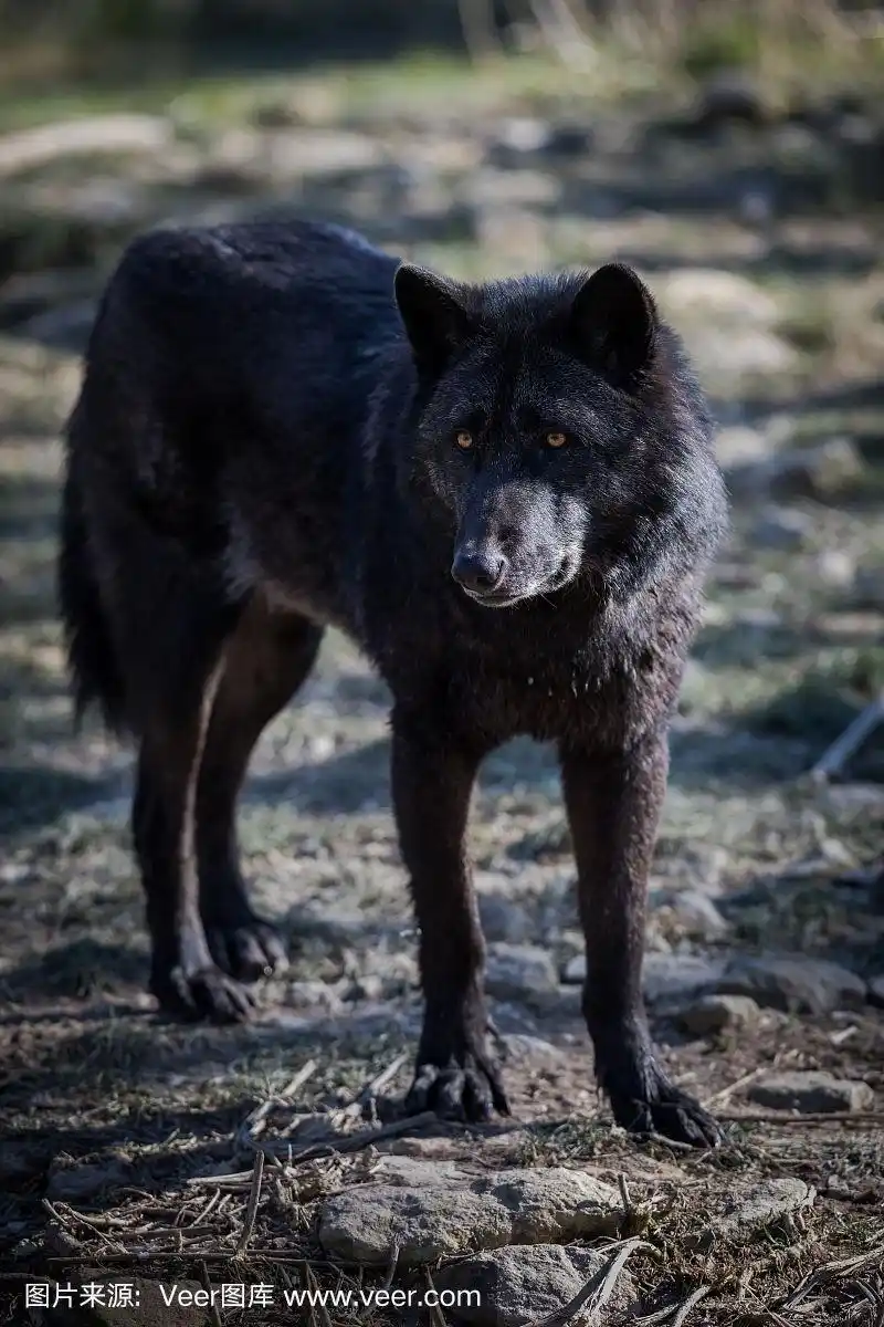 狼,黑色,寒冷,法国,野生动物