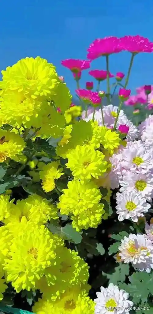 菊花的花瓣如丝般细腻,犹如仙女洒下的柔情,让人感到温暖与祥和