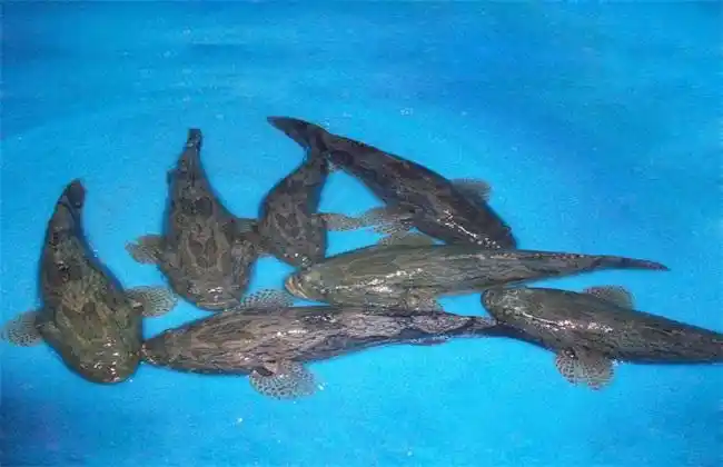 笋壳鱼疾病防治技巧