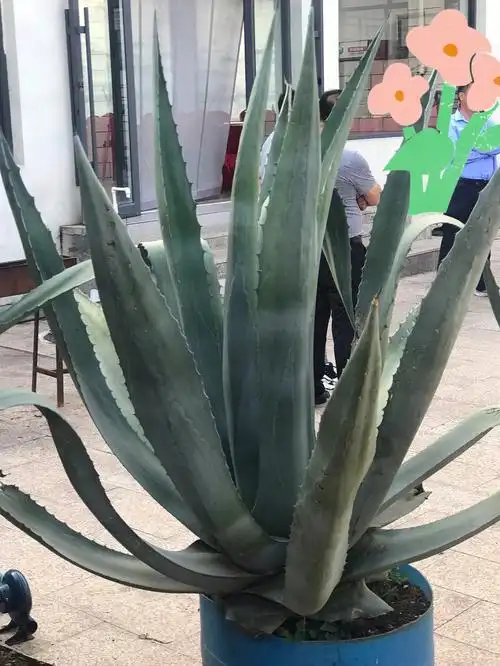 这么大的芦荟是真实存在的吗?,这也太大了,要多久才能长成这样呀?