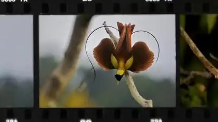 森林奇缘:六线风鸟的诱惑之舞,求偶大揭秘!