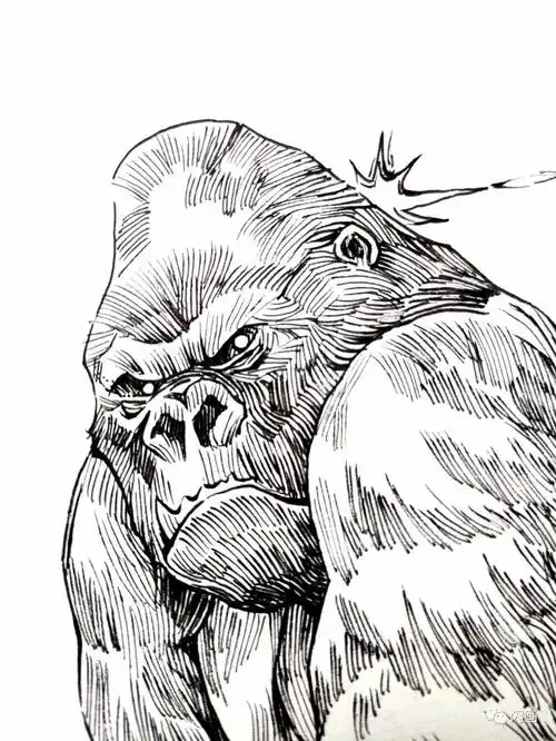 插画第15期金刚