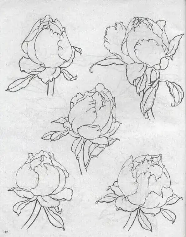 " 工笔基础教程 · 《白描牡丹的画法》#书法 #传统文化  - 抖音