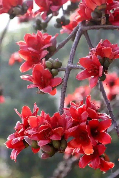 顺糖勒北红棉2021_木棉花