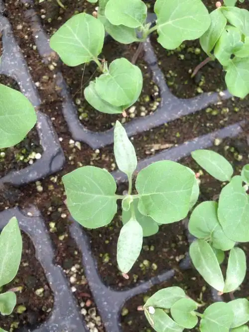 茄子苗,两片真叶泛是怎么回事?请大师指点,拜谢!_百度知道