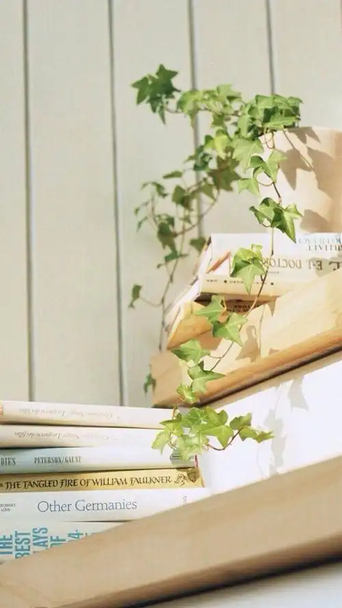 唯美 小清新 治愈系 植物 - 堆糖,美图壁纸兴趣社区