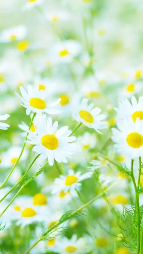 春天文艺小清新句子适合发朋友圈的春天唯美说说3