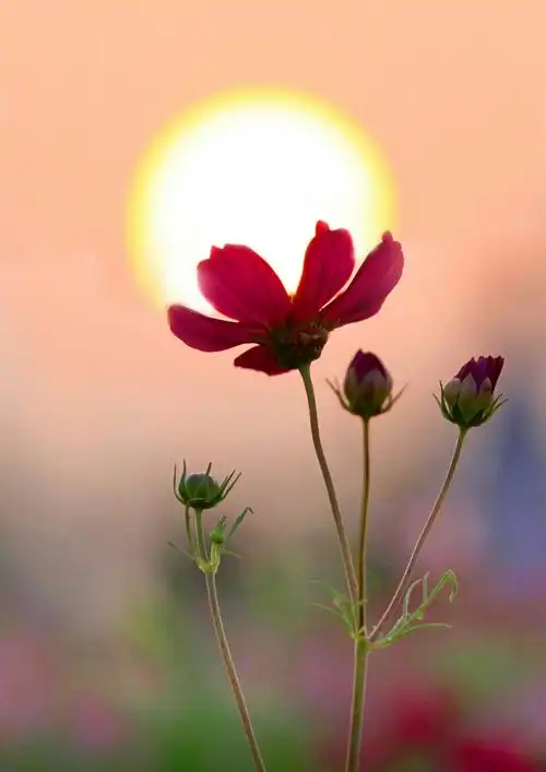 华北石油局离退休人员喜迎十九大书画摄影作品展摄影篇