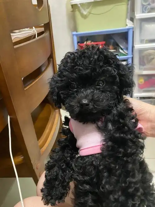 泰迪狗狗看看值不值这个价格