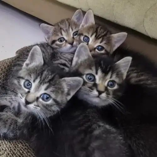 英短蓝猫和狸花猫的结合,四小只很可爱很乖,现在一个多月大,图六是猫