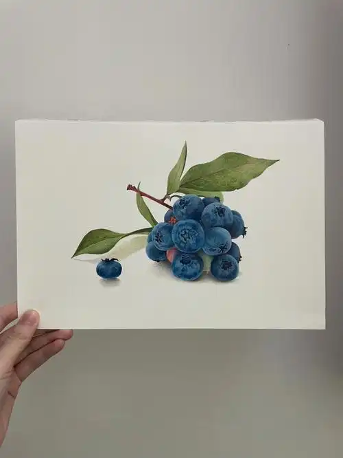 彩铅静物蓝莓过程图