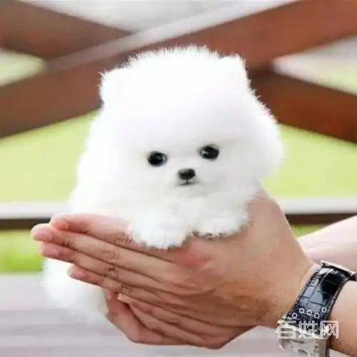 凤城宠物 凤城狗狗 凤城茶杯犬1/12