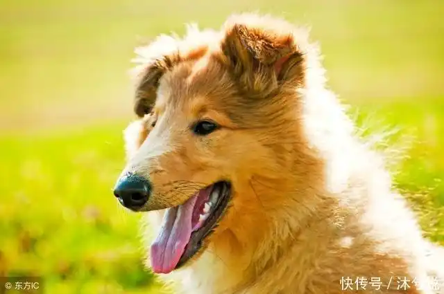 1994年属狗2018年姻缘财运 1994年属狗人2021年婚姻运势