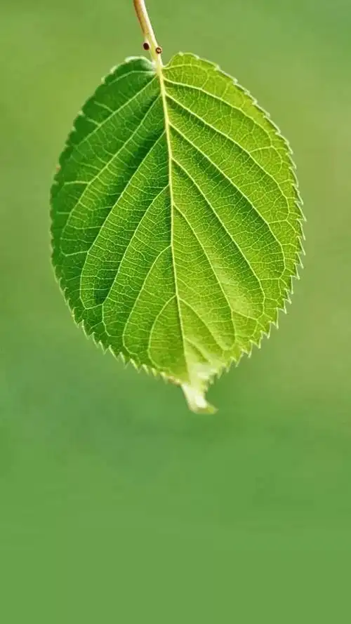 高清壁纸|植物花卉,治愈养眼,小清新唯美