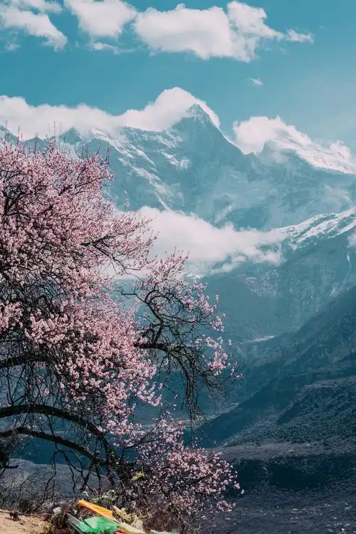 西藏|林芝桃花_风景_poco摄影,旅行之美,跟春天say嗨,保持愚乐,2020我