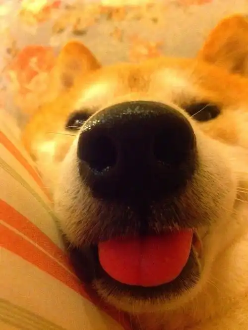 16岁的柴犬小时候