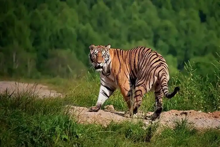 揭秘老虎最珍贵的5平米领地之谜_保护_物种_栖息地