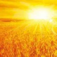 好多人用金黄的麦田头像_微信头像图片大全