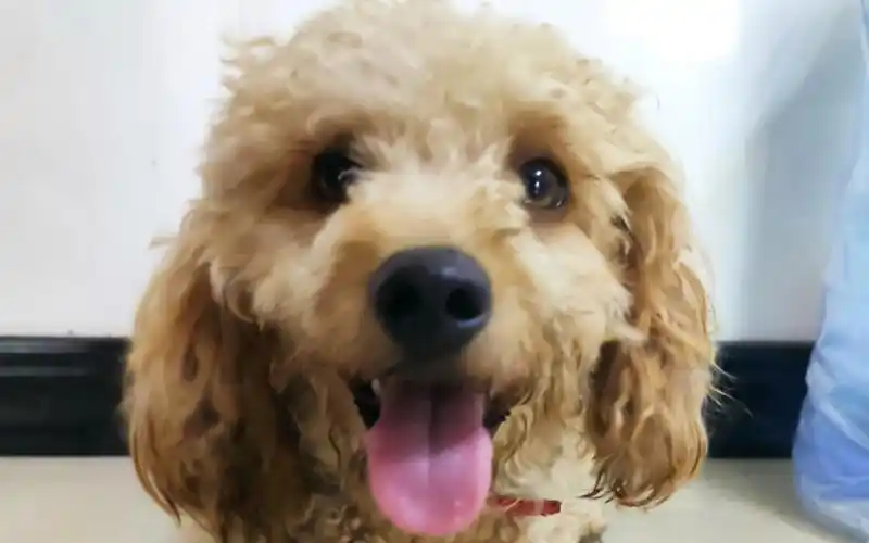 活动  弘马公寓来了一只卷毛泰迪串狗,很可爱,在等主人