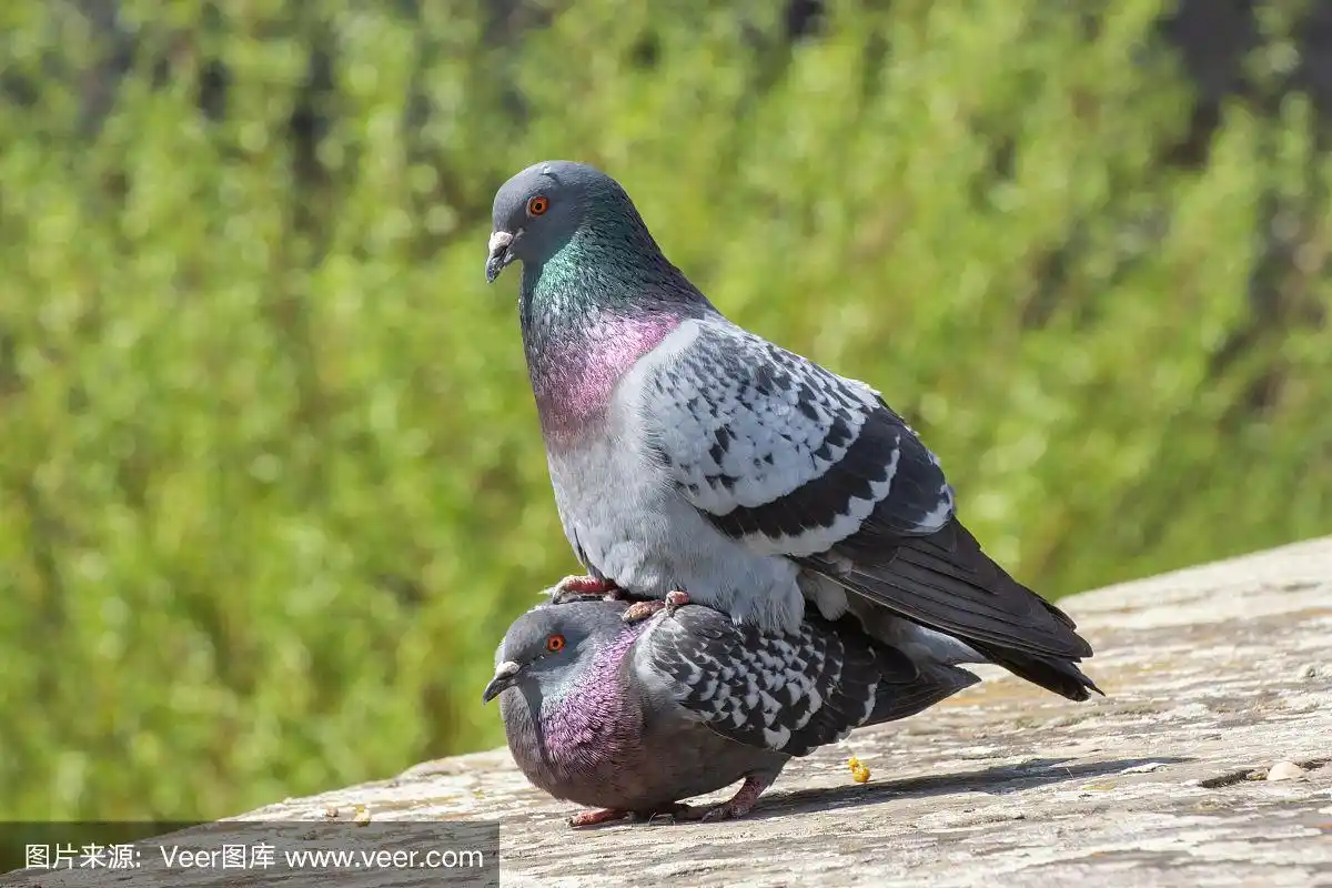 正在交配的街鸽,科伦巴