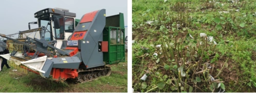 苎麻科技人员参加湖南饲用苎麻联合收割机现场观摩会