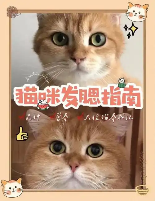 猫咪发腮指南大脸猫养成记