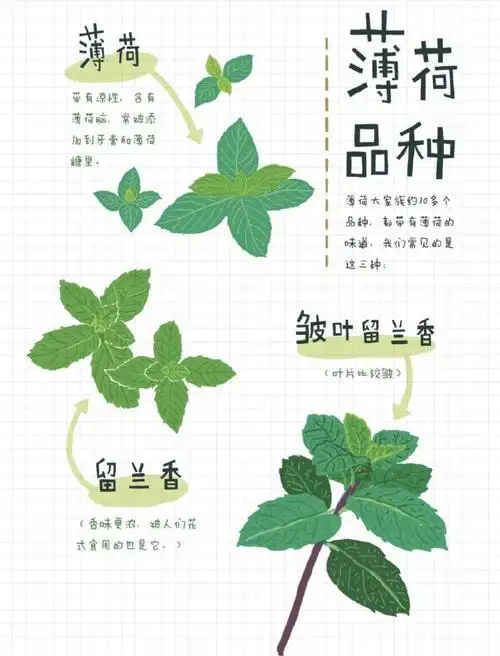 薄荷生长观察日志-六(3)潘一格