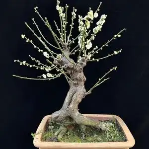 绿萼梅花盆景盆栽包邮金钱绿萼梅浓香