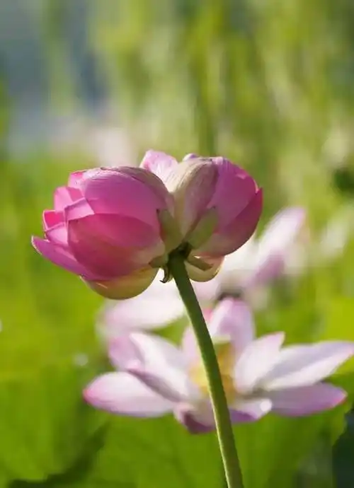 并蒂莲,两朵水上的祥云|莲花池公园|荷花_网易订阅